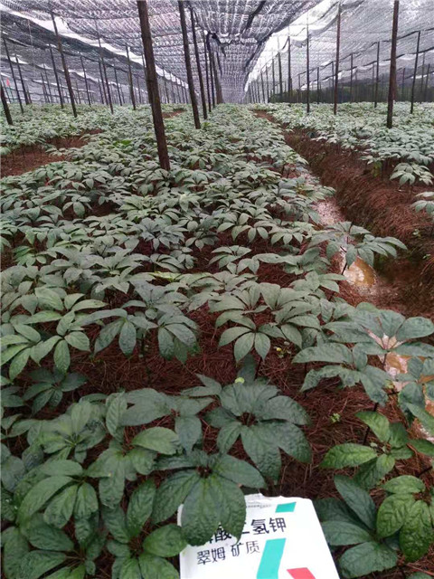 磷酸二氫鉀，安碧解，