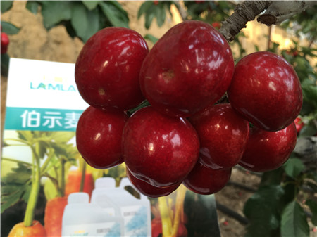 生根劑，微生物菌劑，拉姆拉，伯示麥