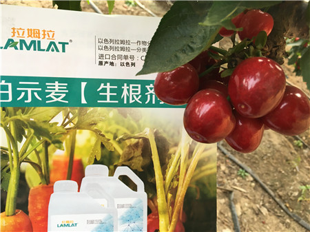 生根劑，微生物菌劑，拉姆拉，伯示麥