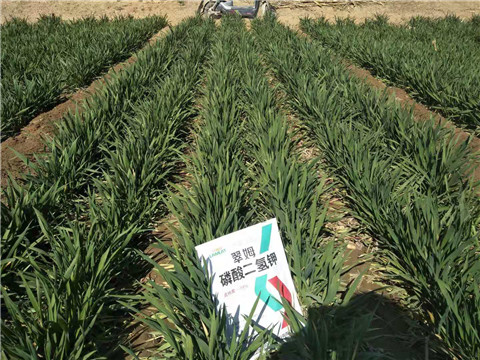 磷酸二氫鉀，葉面肥，拉姆拉