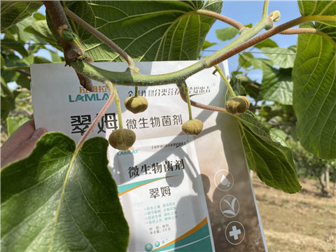 微生物菌劑，拉姆拉