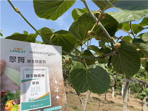 微生物菌劑，拉姆拉