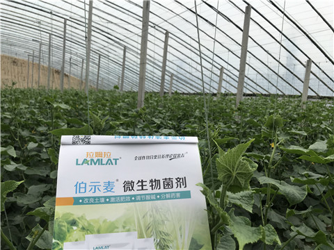 微生物菌劑，生根劑，拉姆拉