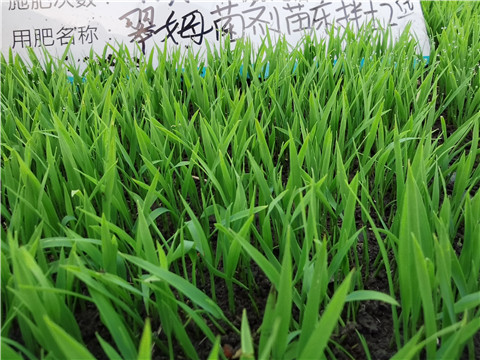 微生物菌劑，拉姆拉