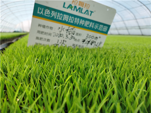 微生物菌劑，拉姆拉