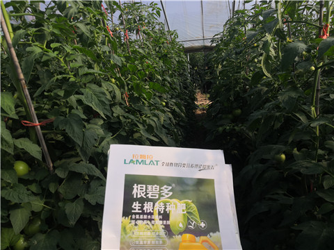 根碧多，拉姆拉