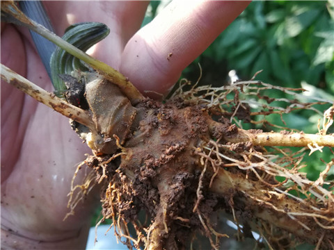 微生物菌劑，翠姆，拉姆拉