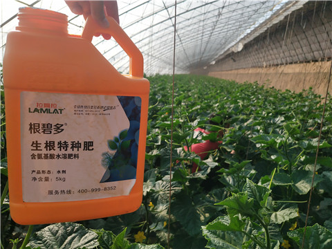 根碧多，拉姆拉