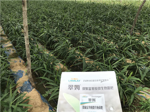 微生物菌劑，翠姆，拉姆拉