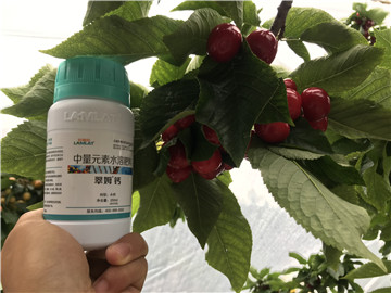 鈣肥，拉姆拉，翠姆