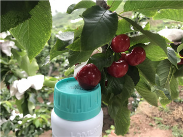 鈣肥，拉姆拉，翠姆