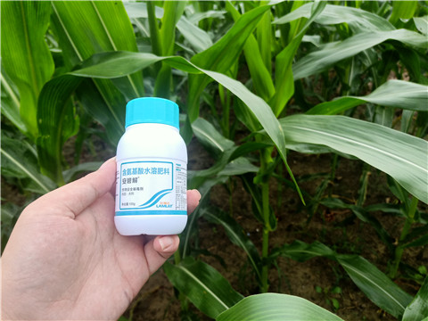 安碧解，拉姆拉