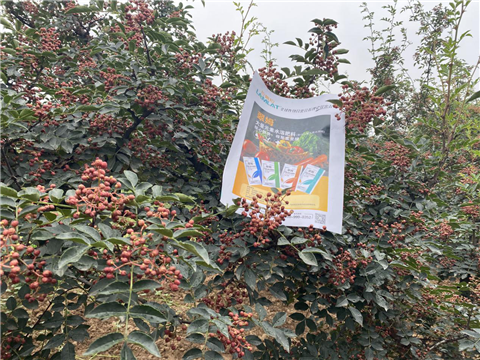 花椒種植，大量元素水溶肥，翠姆