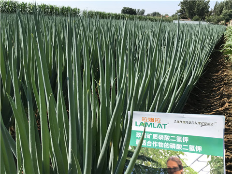 進(jìn)口水溶肥品牌，拉姆拉，翠姆