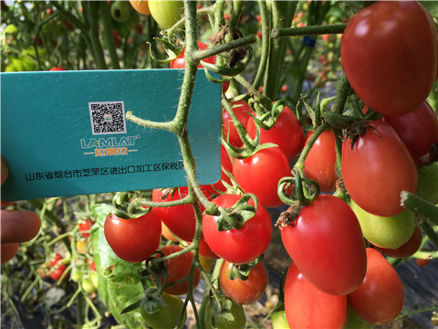 進口水溶肥，翠姆，拉姆拉