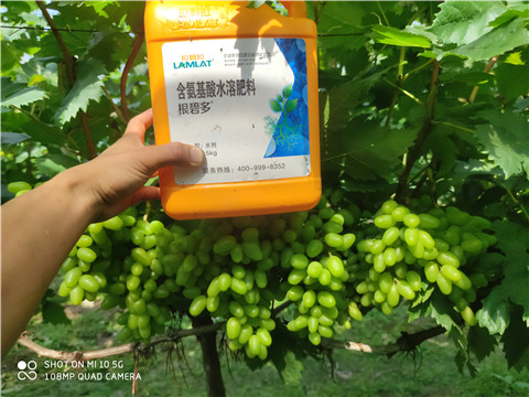 進(jìn)口水溶肥，拉姆拉