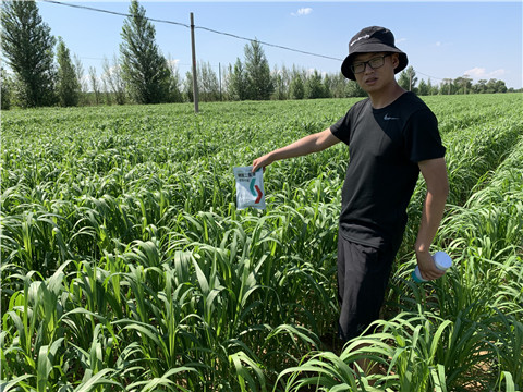 磷酸二氫鉀，拉姆拉，翠姆