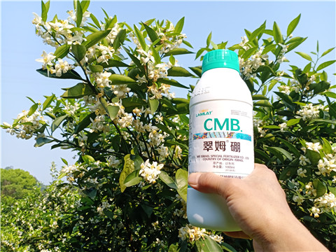 硼肥，拉姆拉，翠姆