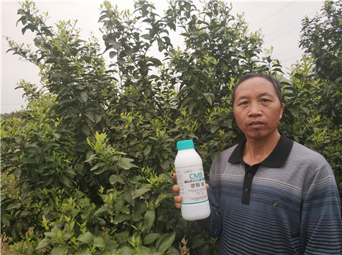 硼肥，拉姆拉，翠姆