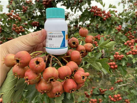 葉面肥，翠姆，拉姆拉