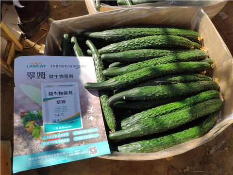 葉面肥，安碧解，除草劑藥害