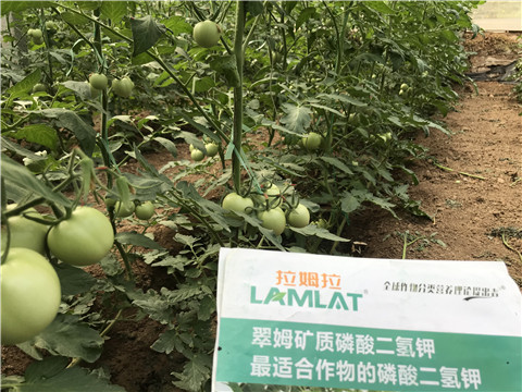 進(jìn)口水溶肥，拉姆拉，翠姆