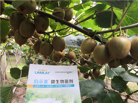 微生物菌劑，生根劑，伯示麥，拉姆拉