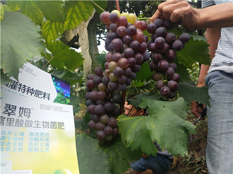 微生物菌劑，拉姆拉，翠姆