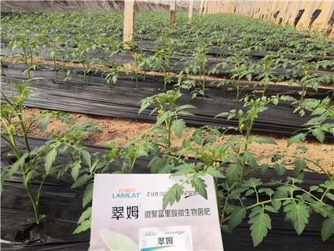 水溶肥，拉姆拉，翠姆