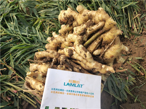 水溶肥，拉姆拉，翠姆