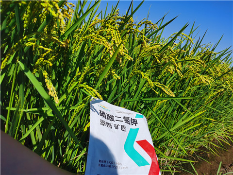 水溶肥，磷酸二氫鉀