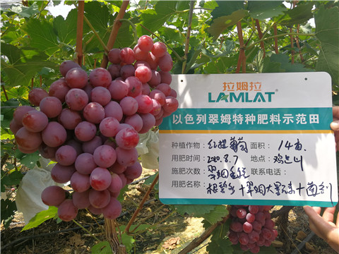 進口水溶肥，拉姆拉，翠姆