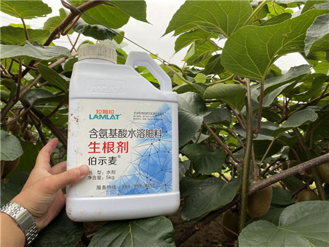 水溶肥，生根劑，微生物菌劑，伯示麥，拉姆拉