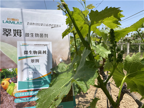 微生物菌劑，拉姆拉，翠姆