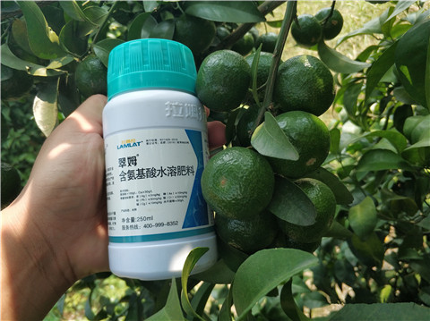 葉面肥，拉姆拉，翠姆