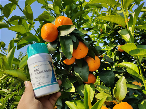 葉面肥，拉姆拉，翠姆