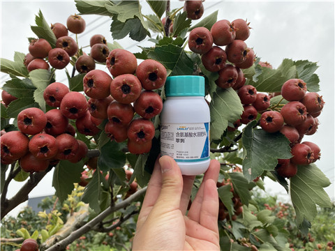 葉面肥，拉姆拉，翠姆