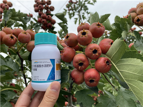 葉面肥，拉姆拉，翠姆