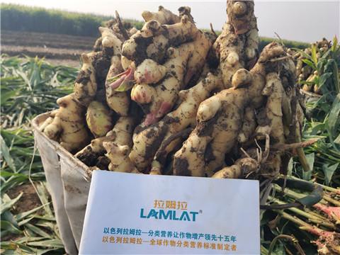 進(jìn)口水溶肥，拉姆拉，翠姆