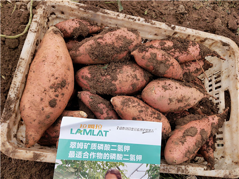 進(jìn)口水溶肥，拉姆拉，翠姆