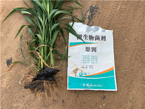 微生物菌劑，拉姆拉，翠姆