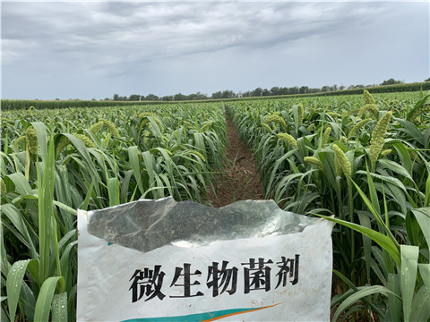 微生物菌劑，拉姆拉，翠姆