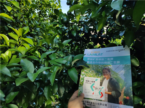 水溶肥，拉姆拉，翠姆