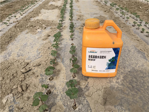 水溶肥，拉姆拉，翠姆