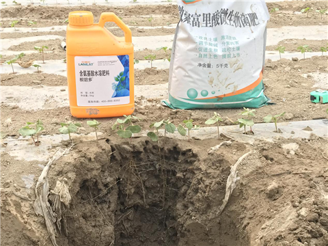 水溶肥，拉姆拉，翠姆