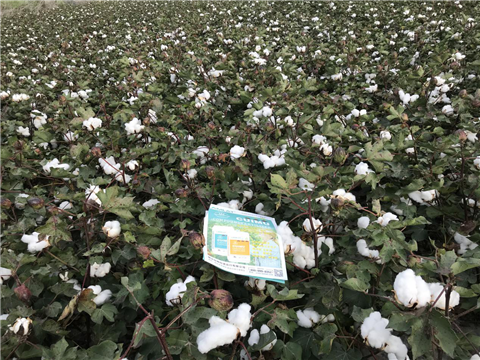 水溶肥，拉姆拉，翠姆