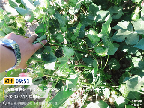 水溶肥，拉姆拉，翠姆