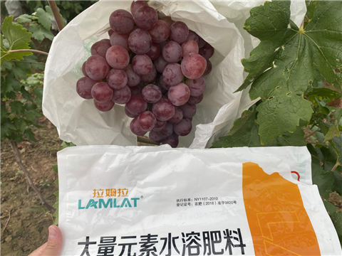 大量元素水溶肥，拉姆拉，翠姆