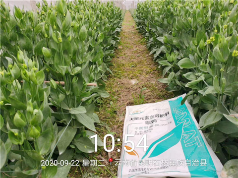 大量元素水溶肥，拉姆拉，翠姆