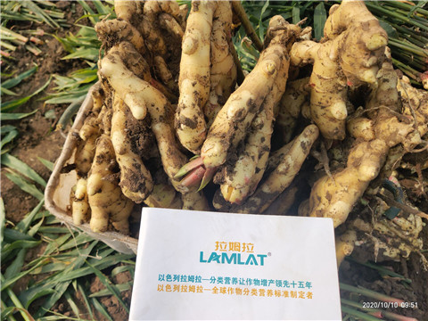 水溶肥，拉姆拉，翠姆